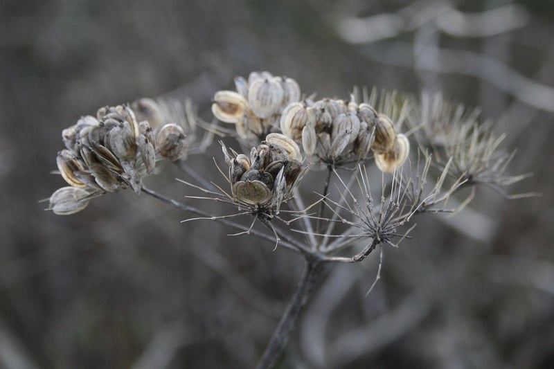 Seed Swap Image